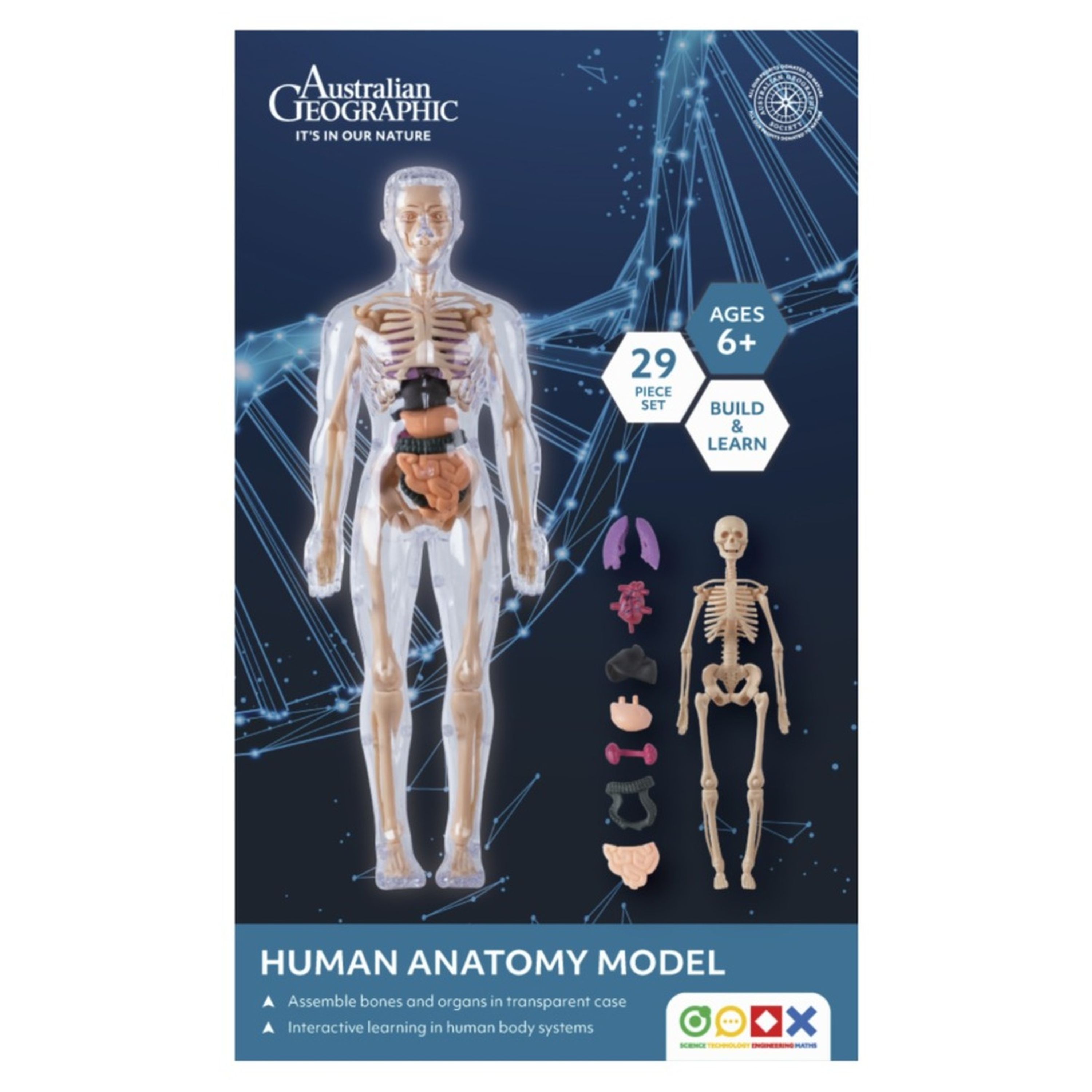 Australian Geographic Human Anatomy Model